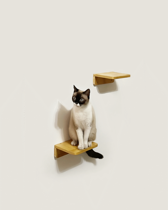 Paso Felino